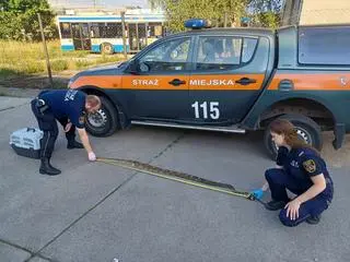 Wąż miał dwa metry długości