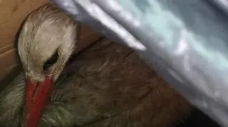 Bocian miał złamane skrzydło i był oblepiony mazią. Na pomoc czekał trzy dni.