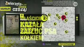 Pies zatłuczony kołkiem, kot z oderwanymi łapkami. Mapa bestialstwa