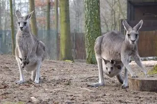 Kangurzyce i maleństwa