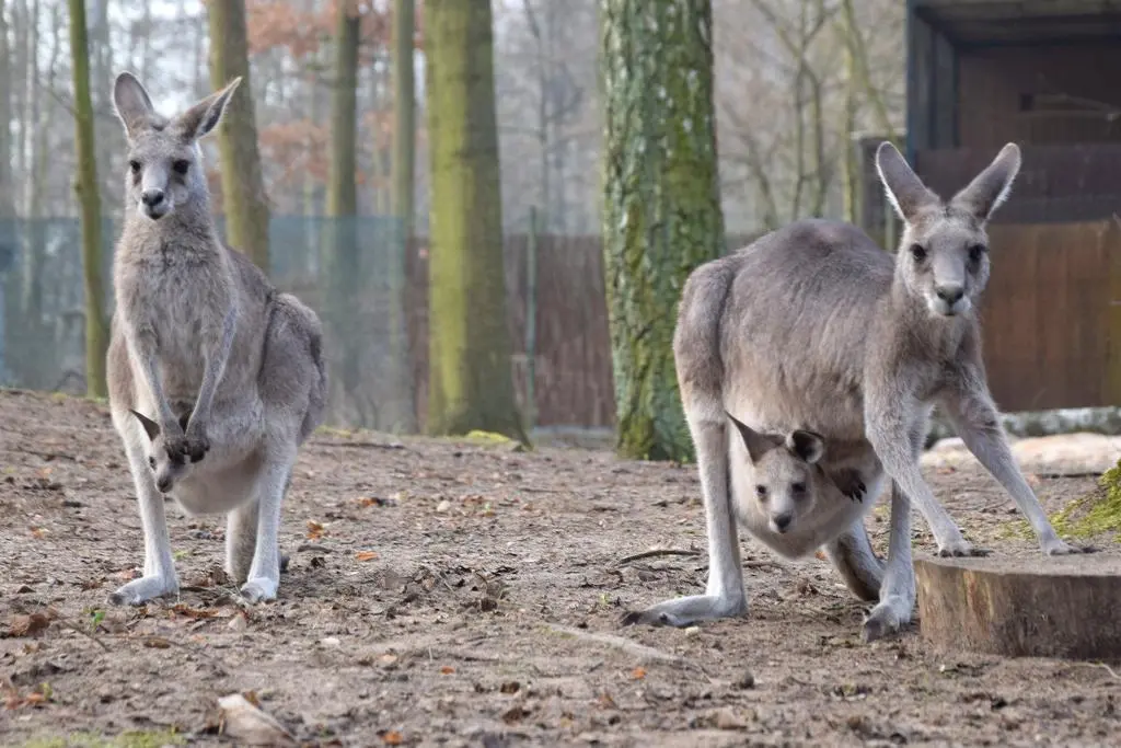 Kangurzyce i maleństwa