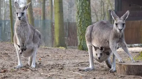 Pierwsze skoki małego kangura. "Jak on się mieści w tej torbie?"