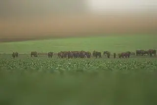 Żubry w obiektywie Reportera24