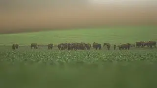 Żubry w obiektywie Reportera24