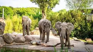 Słonice, które przyjadą do Poznania