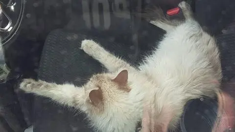 Kot był wyczerpany, nie reagował na pukanie w szybę 