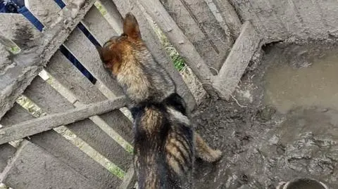 Zamiast karmy miał błoto, zamiast czystej wody - deszczówkę