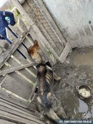 Zaniedbanego psa znaleziono na jednej z działek w gminie Lipnik (woj. świętokrzyskie)