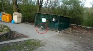Wchodzą do wiat śmietnikowych