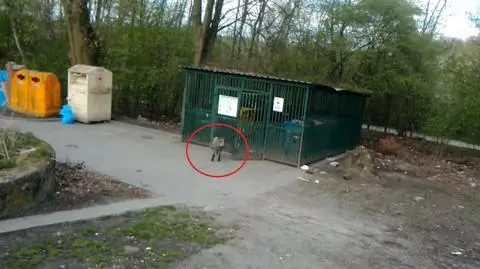 Wchodzą do pergoli śmietnikowych i na palce zabaw. Plaga dzików w okolicach Łodzi