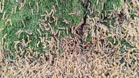 Atak tysięcy larw w sosnowym borze