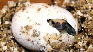 Żółwiki wykluły się we wrocławskim zoo 