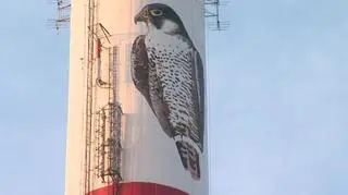 Mural sokoła wędrownego