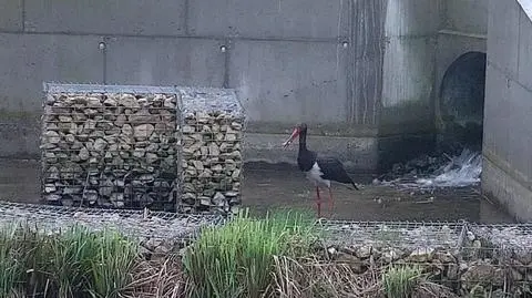Bocian czarny zjadł kilka „francuskich przysmaków” poprawił „sushi” i zwiedził ośrodek wypoczynkowy