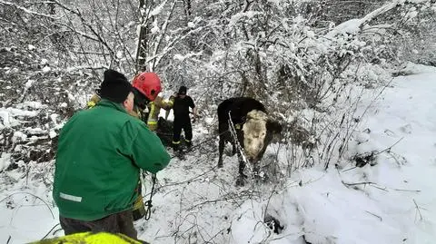 Krowa utknęła po szyję w bagnie, uratowali ją strażacy