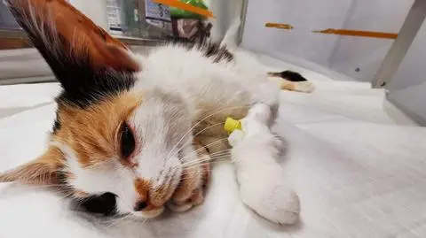 Ktoś strzela do kotów i psów z wiatrówki. "Zrobił sobie z nich tarcze strzelnicze"  