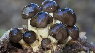 Wodnichy późne (Hygrophorus hypothejus (Fr.) Fr.)