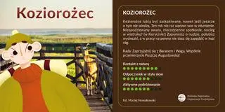 Koziorożec
