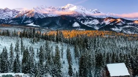 "Tatrzańskie lasy zmieniają się na naszych oczach". Rosną tam już nie tylko świerki