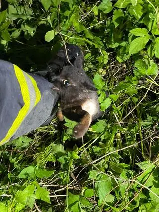 Później kot ciągał strażaka za nogawkę