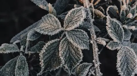 Noc z przymrozkami, w dzień dopisze słoneczna aura