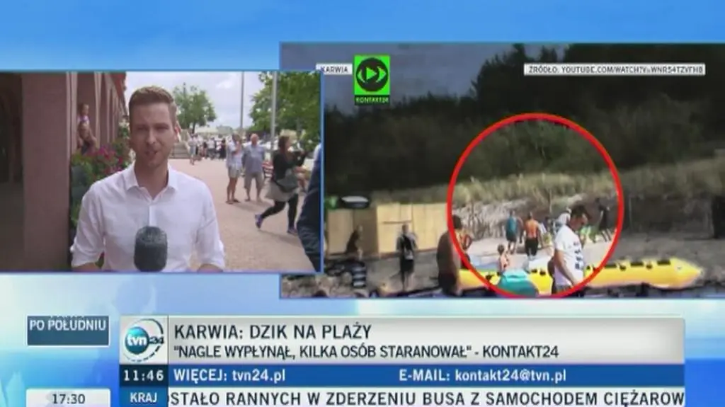 Strażnicy miejscy interweniowali na plaży, ale dzik uciekł
