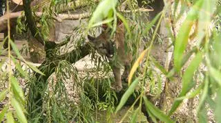 Puma Nubia w śląskim ogrodzie zoologicznym
