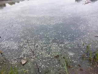 Inowrocław. Śnięte ryby w stawie "Kozłówka"