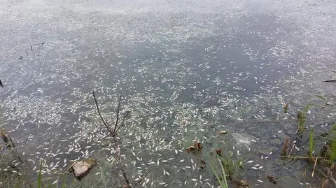 Inowrocław. Śnięte ryby w stawie "Kozłówka"