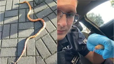 Wąż pełzał po osiedlu. Policja szuka jego właściciela