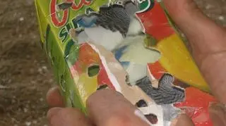 Żywe papugi przemycane w kartonie po soku
