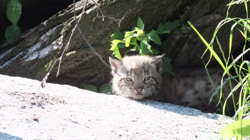 Młode Rysie z wrocławskiego zoo
