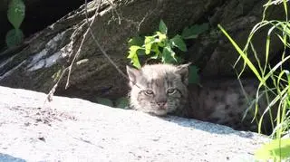 Młode Rysie z wrocławskiego zoo
