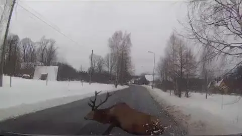 Najpierw jeleń milimetry przed maską, potem cała chmara