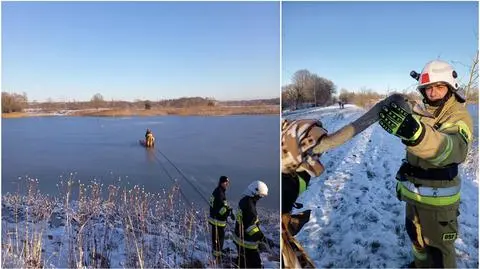 Akcja ratowania łabędzia z zamarzniętego jeziora