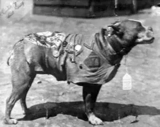 Sierżant Stubby ze swoimi orderami