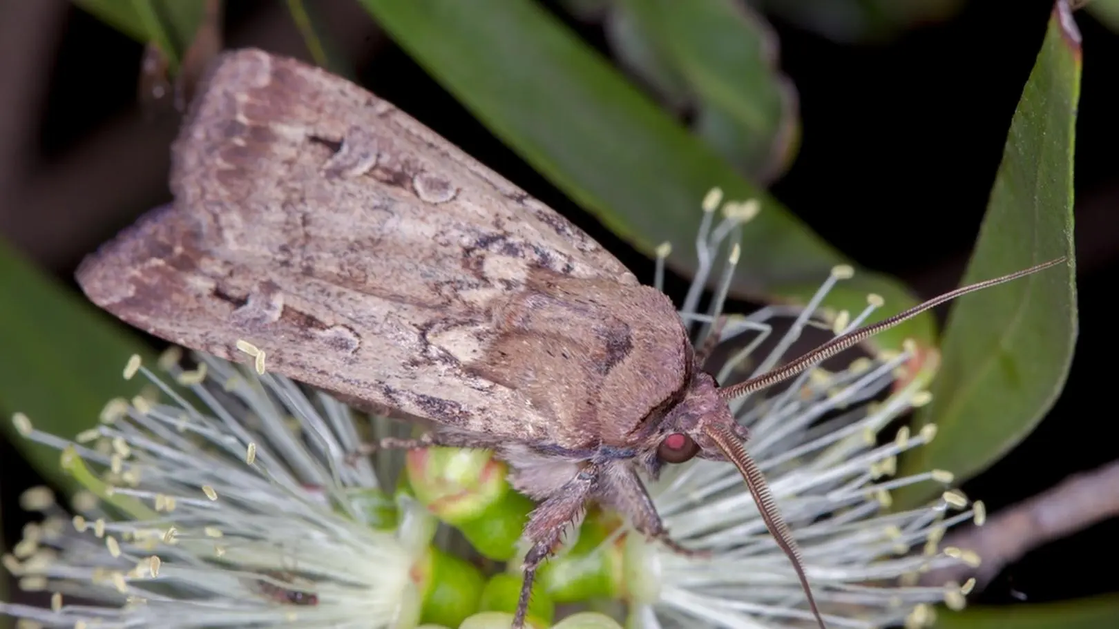 Australia. Ćmy bogong szturmują domy. Tak dużo nie było ich prawie od dekady