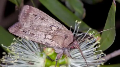 Ćma bogong (Agrotis infusa)