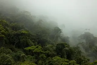 Amazonia 