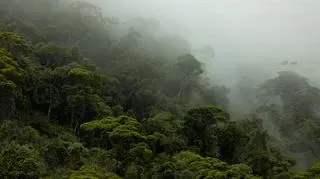 Amazonia 