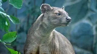 Zwięrzę pojawi się, gdy powstanie Afrykarium