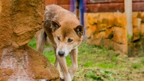 Myśleli, że wyginęły. Tymczasem śpiewające psy żyją nadal na wolności