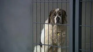 Schronisko dla bezdomnych zwierząt w Szczecinie