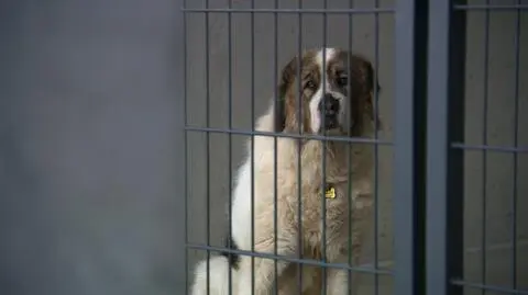 Schronisko dla bezdomnych zwierząt w Szczecinie