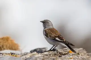 Śnieżka zwyczajna (łac. Montifringilla nivalis)