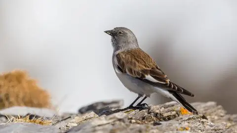 Śnieżka zwyczajna to jeden z ptaków zamieszkujących Alpy