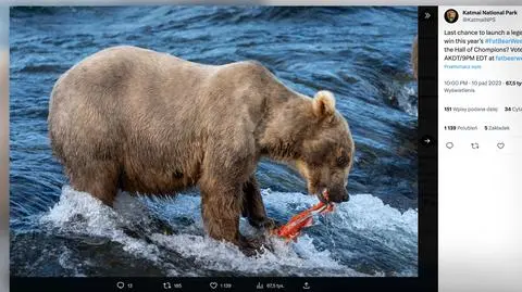 Oto najgrubszy niedźwiedź na Alasce
