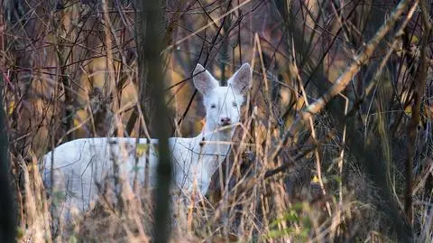 Białe sarny to niezwykła rzadkość