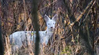 Po lesie spaceruje biała sarna. "To niezwykle rzadki okaz"