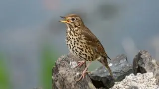 Drozd śpiewak (Turdus philomelos)
